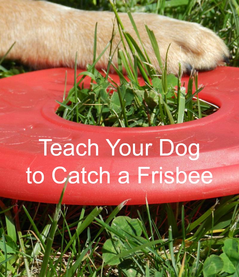 frisbee catch dog training teach tips