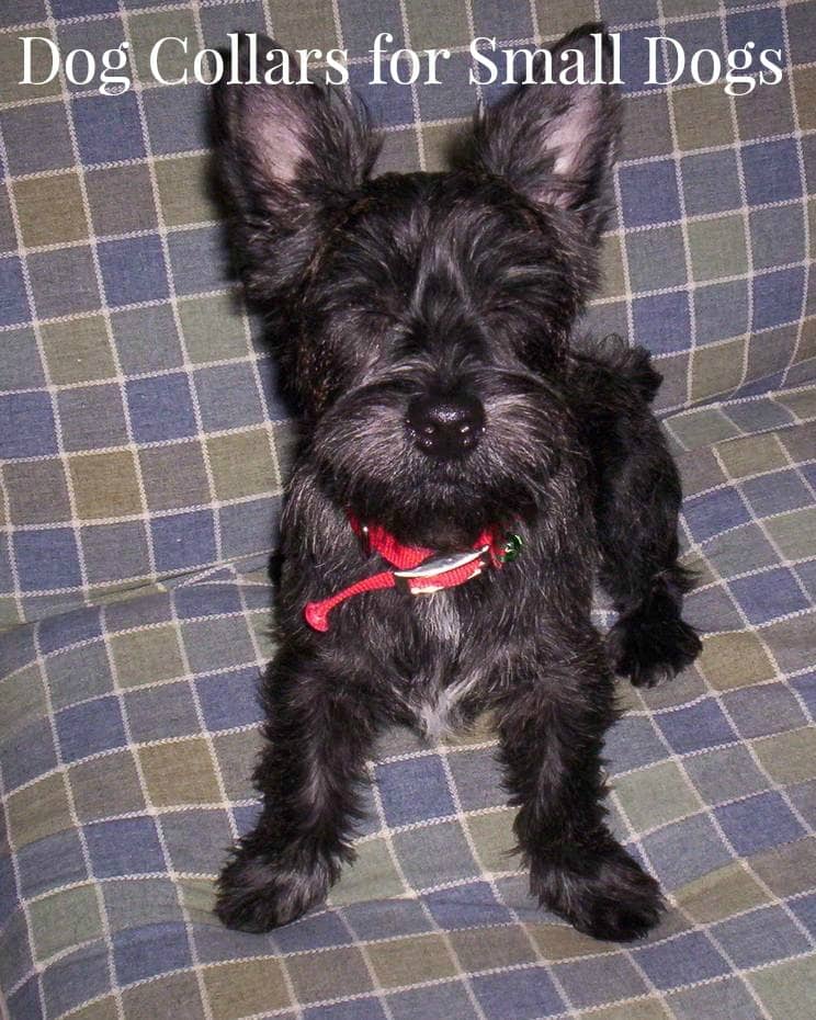 Choosing the Best Dog Collars for Small Dogs