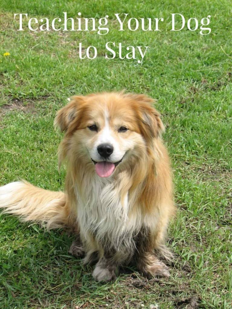 teach to stay tips teaching your to stay teach to stay tips teaching your to stay