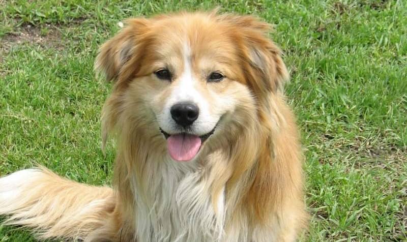 teach puppy to stay tips teaching your to stay teach puppy to stay tips teaching your to stay