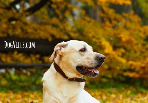 best large breeds for families adoption archives page 6 of 13 dogvills best large breeds for families adoption archives page 6 of 13 dogvills