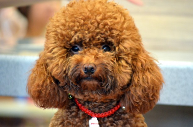 Best Small Breed Hypoallergenic Dogs- DogVills