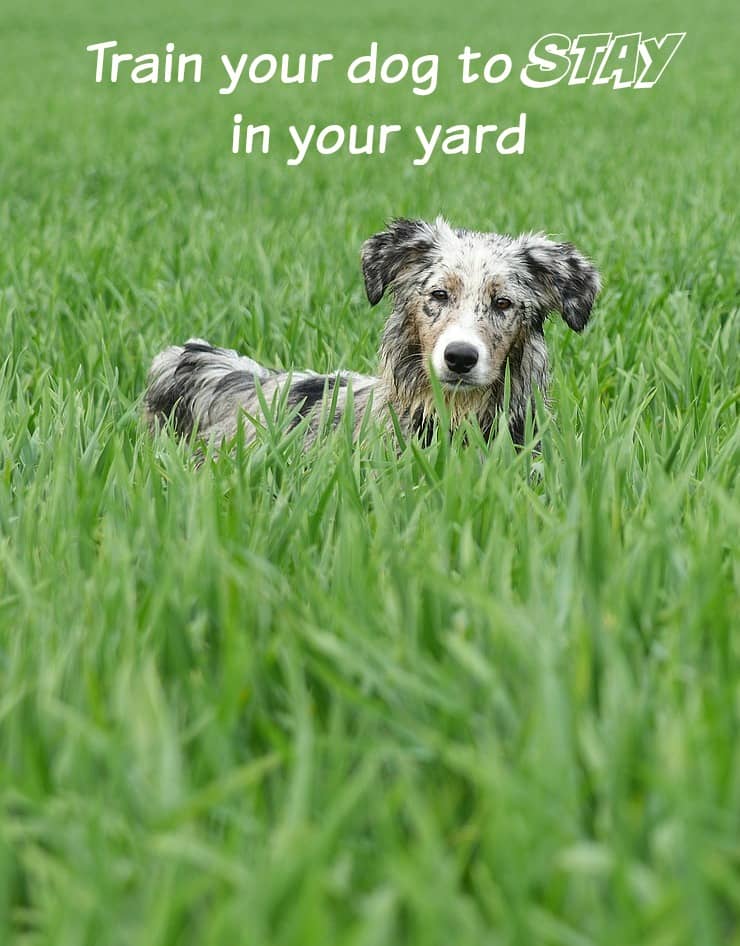 how to a to stay in your yard tips your to stay in the yard how to a to stay in your yard tips your to stay in the yard