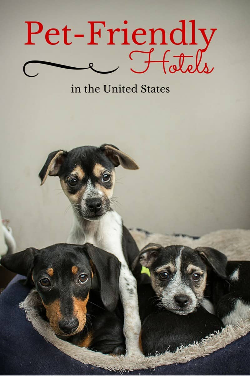 Pet Friendly Hotels in the US DogVills