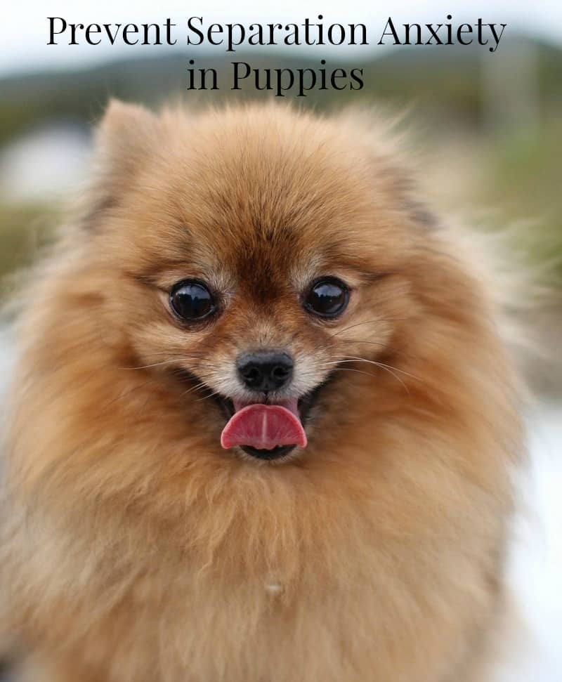  help your puppy with separation anxiety Certified Dog Training Schools