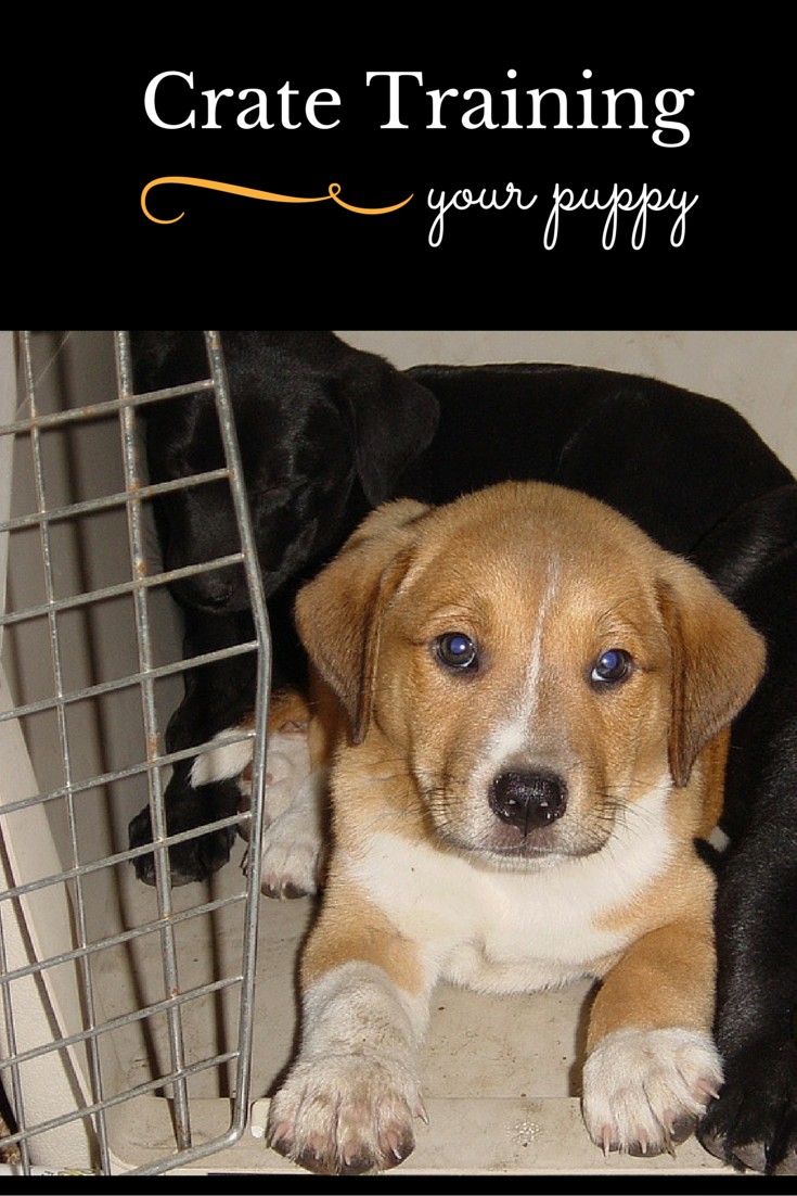 ... training tips for crate training your puppy. It's one of the best ways