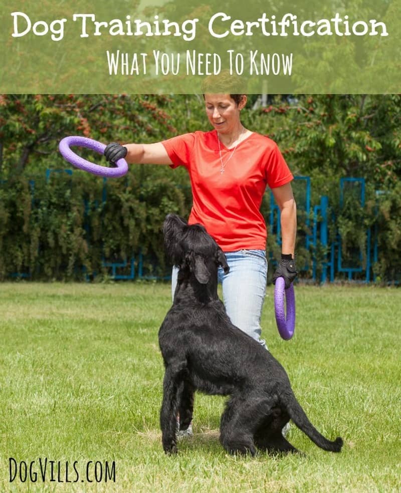 Spca Service Dog Certification Spca Service Dog Certification
