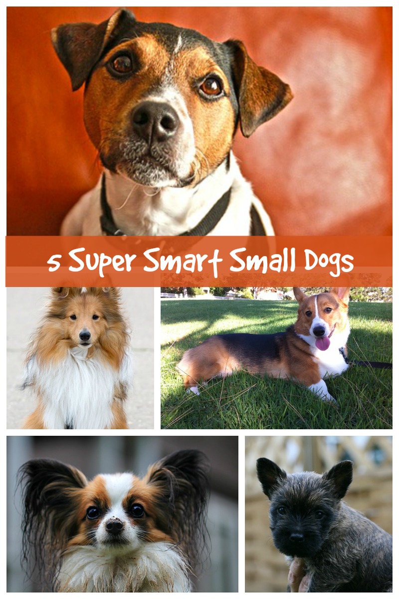 Five Small Dog Breeds That Are Highly Intelligent - Dog Vills