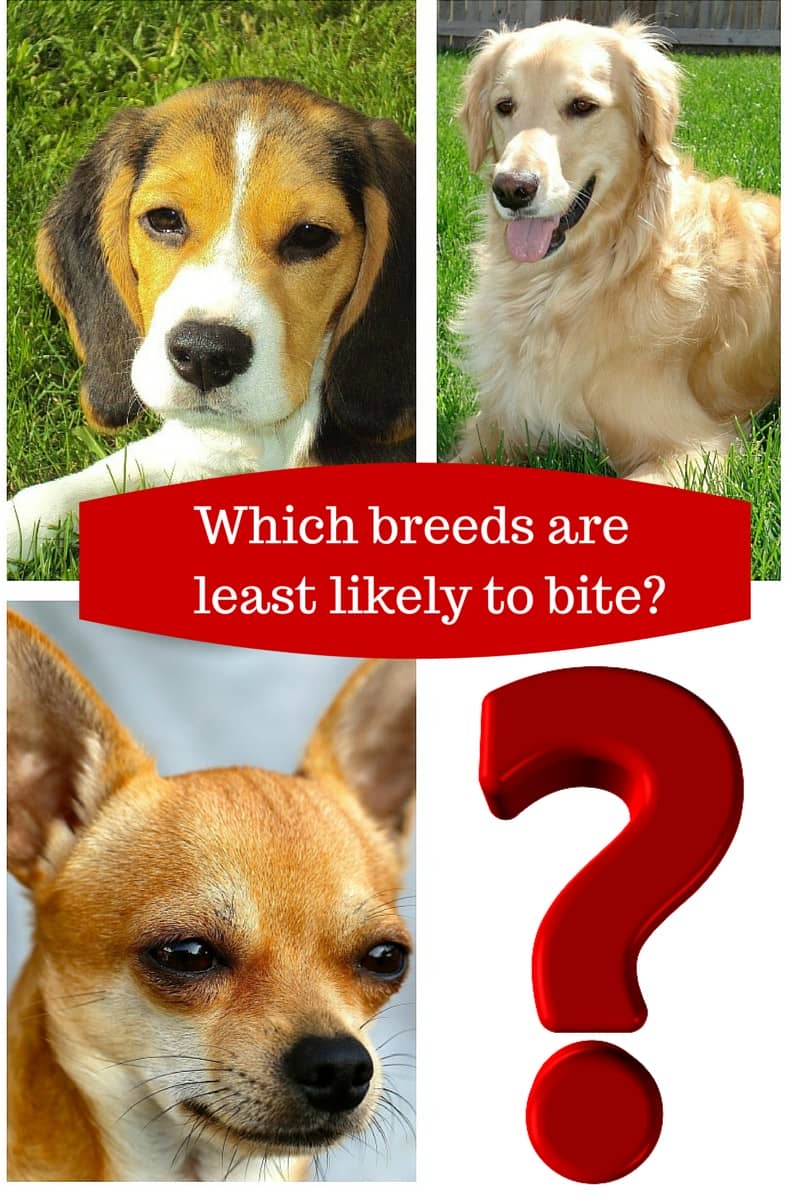 Least Likely To Bite Dogs Least Likely To Bite Dogs