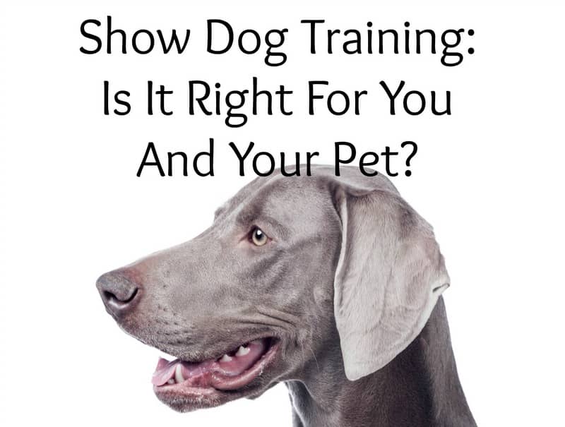 Show Dog Training Is It Right For You And Your Pet?