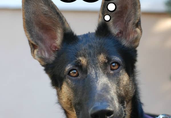 puppy translator behavior archives dogvills puppy translator behavior archives dogvills