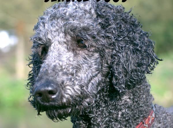 best dogs to as service dogs what are the best hypoallergenic service dogs vills best dogs to as service dogs what are the best hypoallergenic service dogs vills