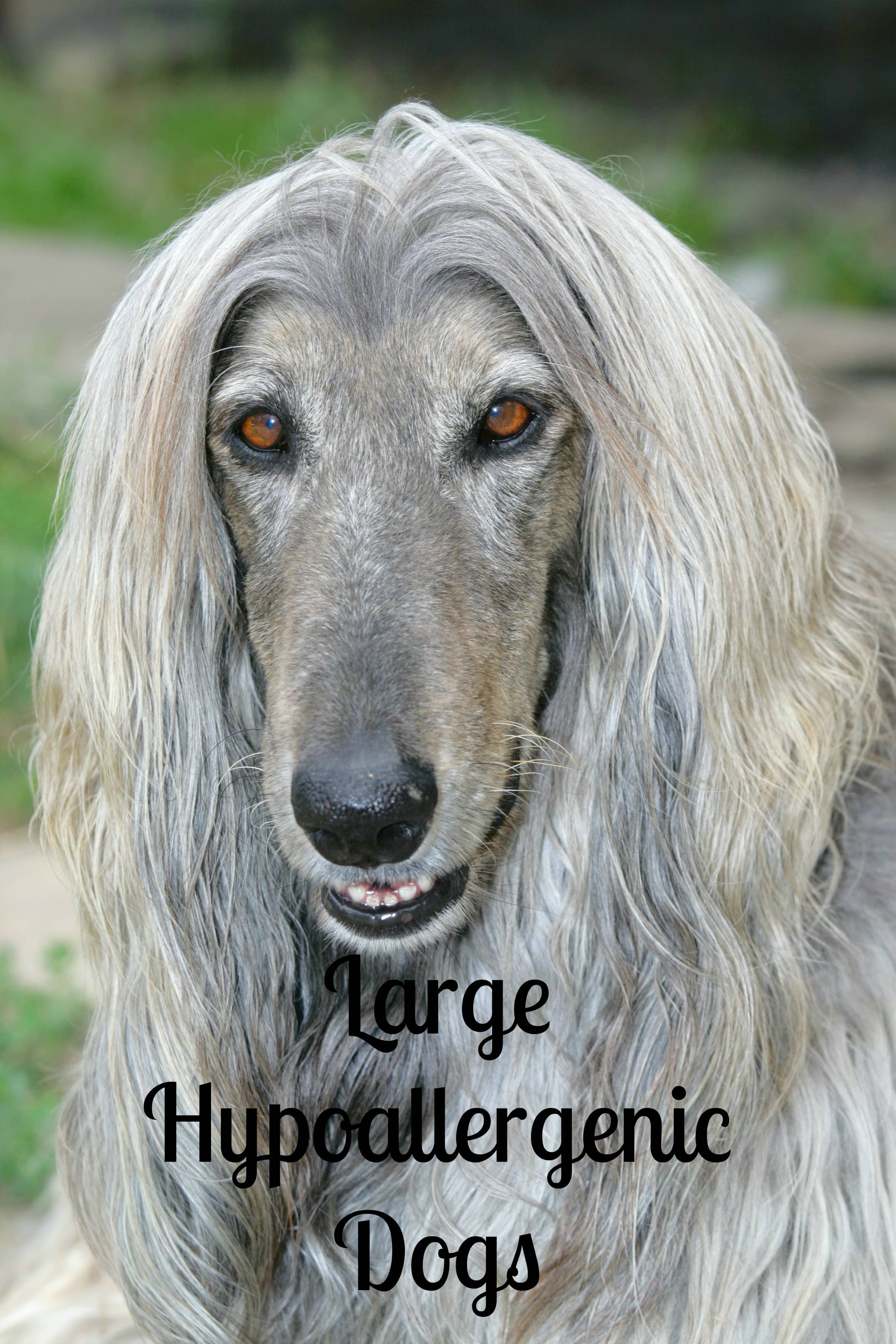 large hypoallergenic breeds are there any large breed hypoallergenic dogs vills large hypoallergenic breeds are there any large breed hypoallergenic dogs vills