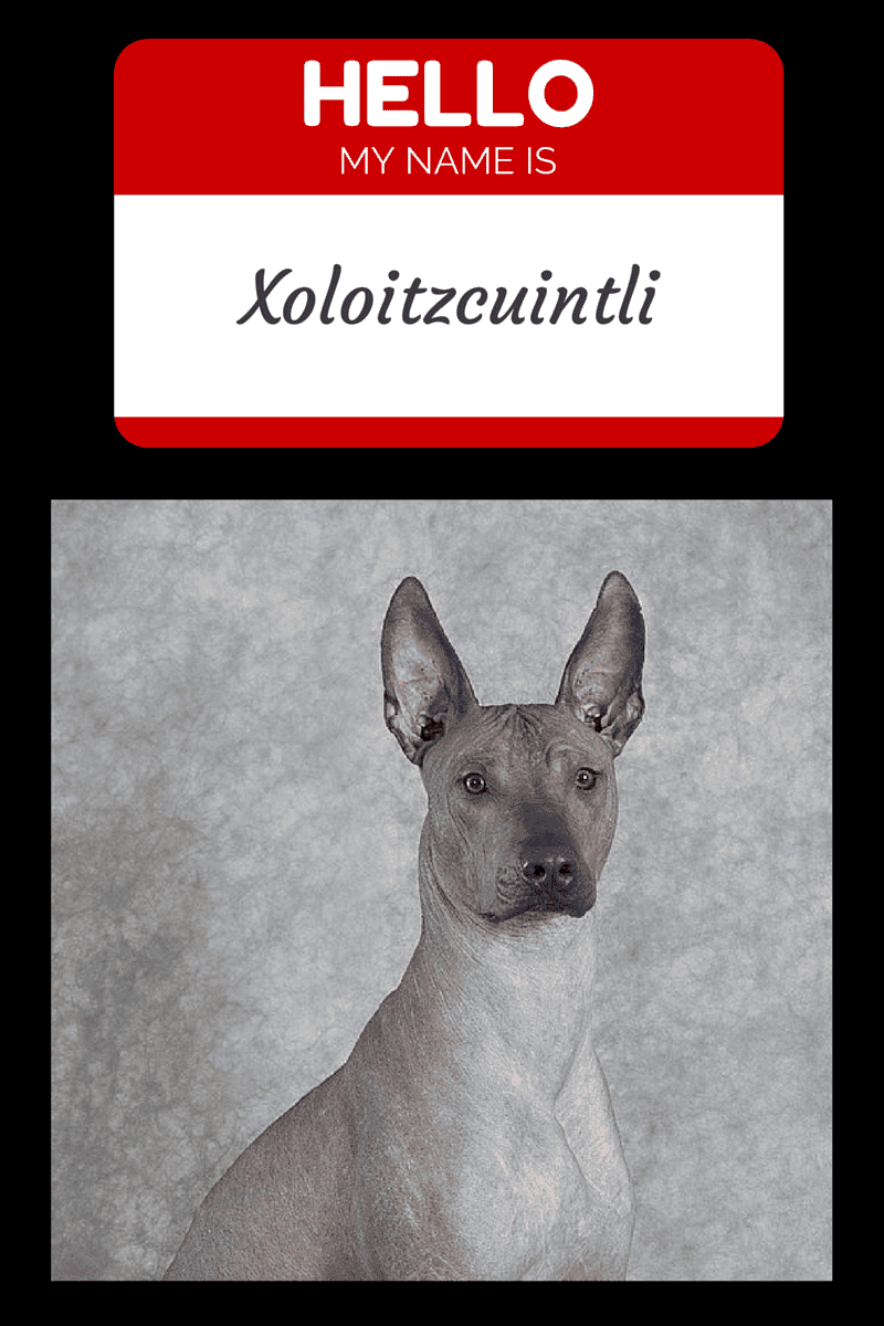 most hypoallergenic dogs what is the most hypoallergenic vills most hypoallergenic dogs what is the most hypoallergenic vills