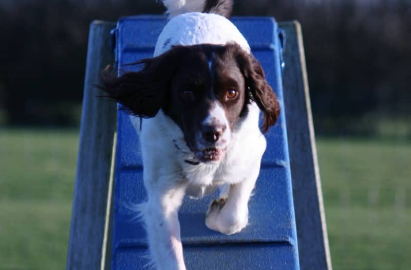 how-to-make-a-dog-training-obstacle-course-on-a-budget