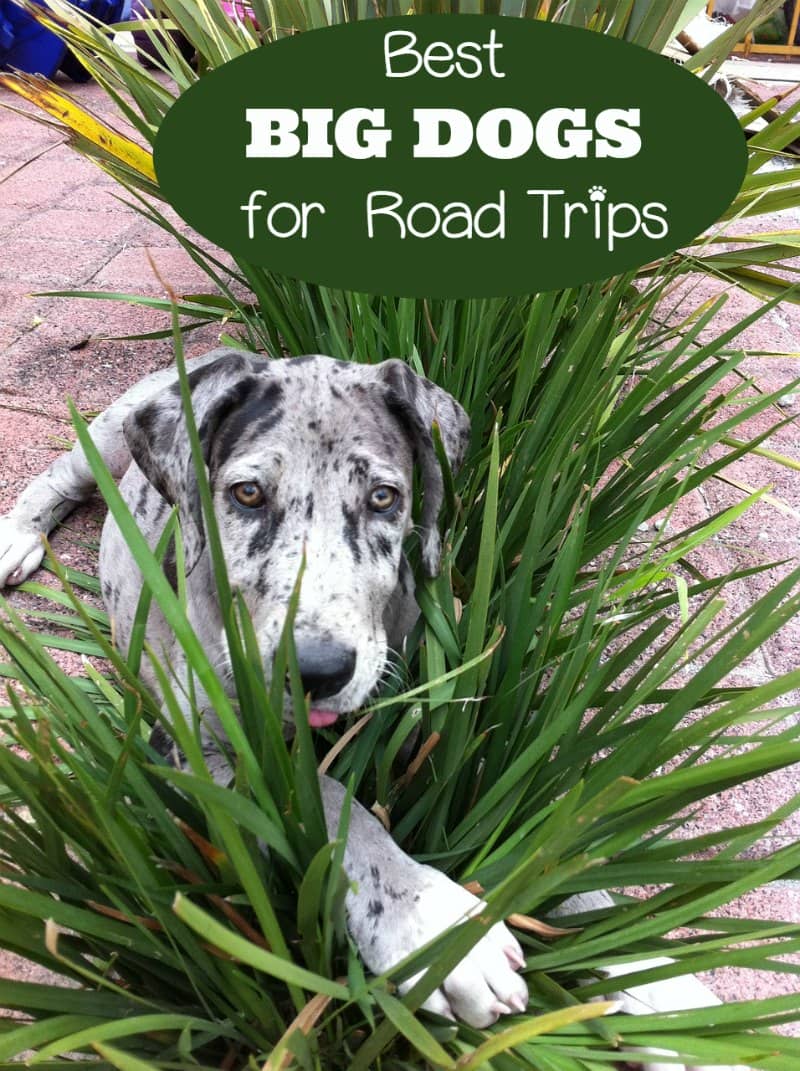 Best Dog Breeds For Road Trips Best Dog Breeds For Road Trips