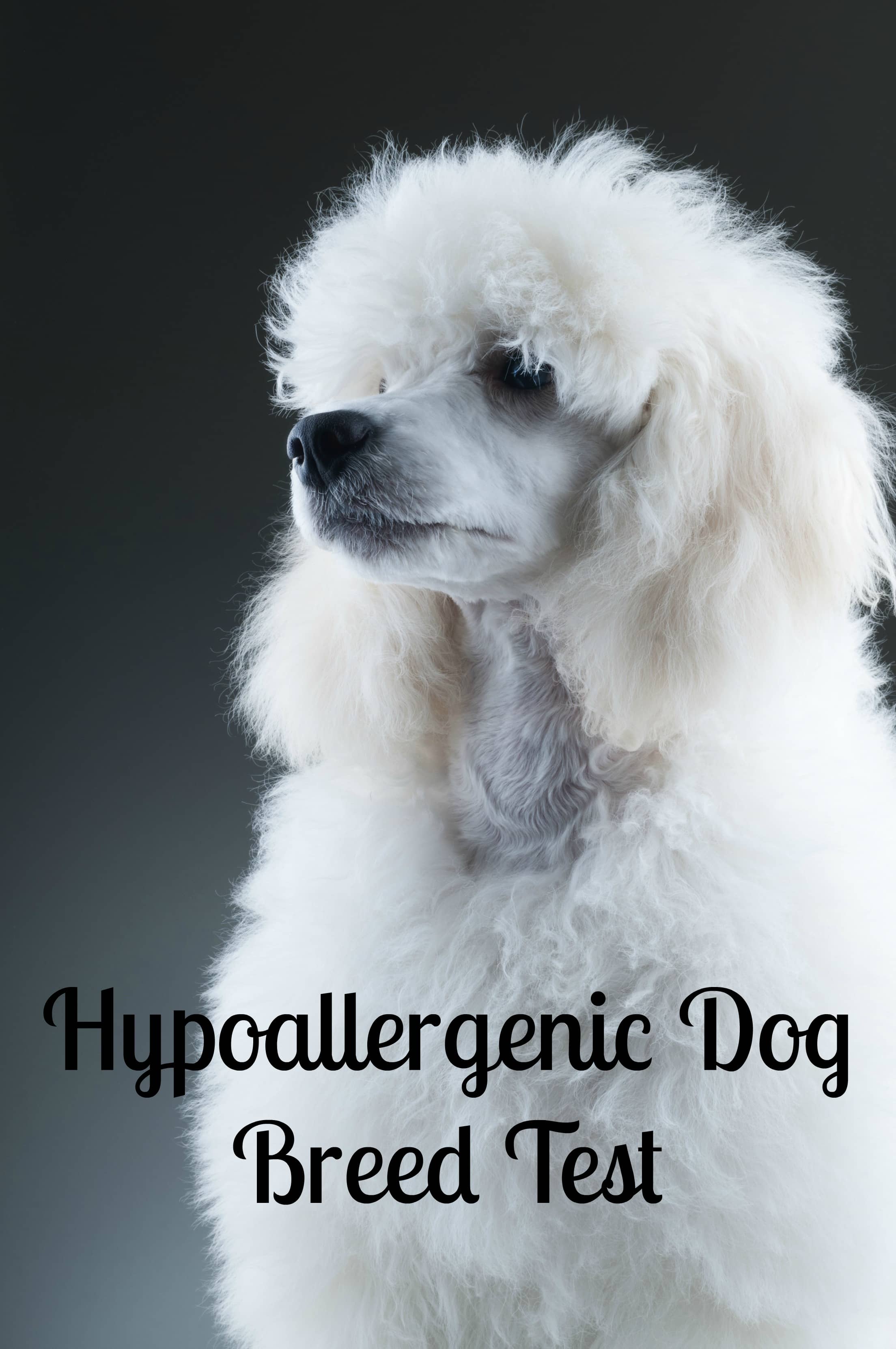 Hypoallergenic Dog Breed Test Dog Vills