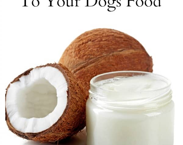 Benefits Of Adding Coconut Oil To Your Dog’s Food If your dog seems tired or uncomfortable or has diarrhea, reduce the amount temporarily. It may also be helpful to give the small amounts of coconut oil in divided doses throughout the day. Coconut oil is best given with food. Solid or liquid coconut oil can be added to food at any meal. Solid coconut oil can easily be melted quickly in hot water.