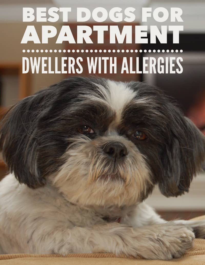 best breeds for apartments best breeds for apartments allergies best breeds for apartments best breeds for apartments allergies