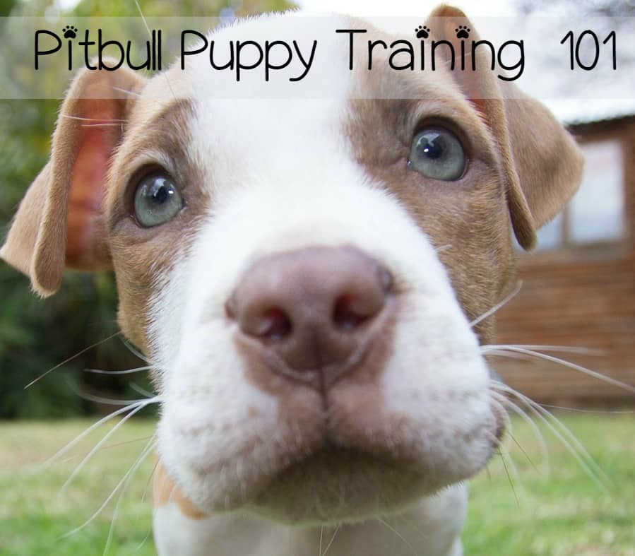 how to your pitbull puppy and puppy tips on how to a puppy html autos weblog how to your pitbull puppy and puppy tips on how to a puppy html autos weblog