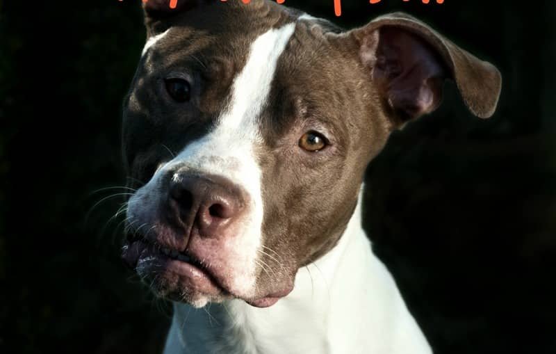 Pitbull Puppy Training Tips: Dealing With Aggression
