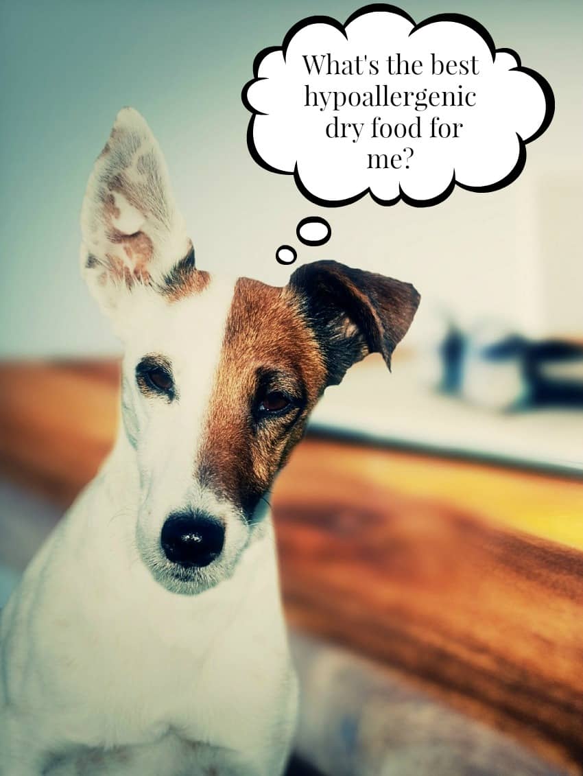 best hypoallergenic food the best hypoallergenic food vills best hypoallergenic food the best hypoallergenic food vills