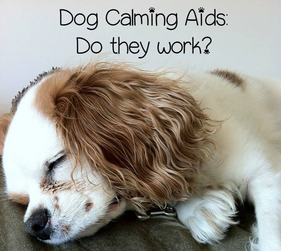 calming aid for dogs calming aids questions and answers dogvills calming aid for dogs calming aids questions and answers dogvills