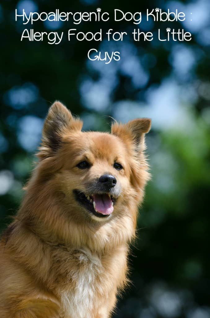 Hypoallergenic Dog Kibble Allergy Food for the Little Guys