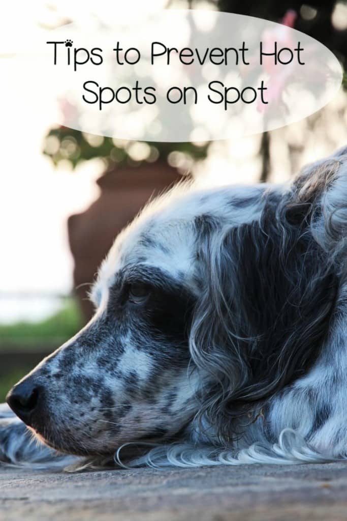 spot on dogs how to prevent and treat spots on dogs dogvills spot on dogs how to prevent and treat spots on dogs dogvills