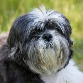 shih tzu house tips pitbull puppy tips when should you should start shih tzu house tips pitbull puppy tips when should you should start
