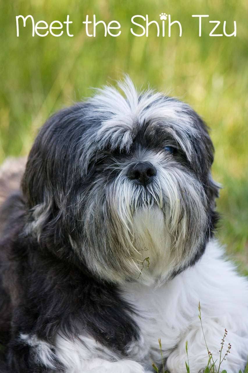 shih tzu maintenance meet the shih tzu the ultimate house shih tzu maintenance meet the shih tzu the ultimate house