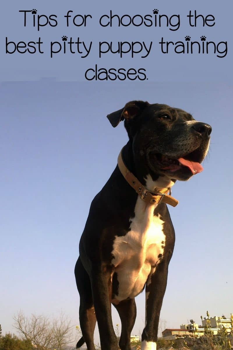pitbull training puppy tips classes dogs dogvills dog turn aggressive lyrics aren behavior comfortable yourself them