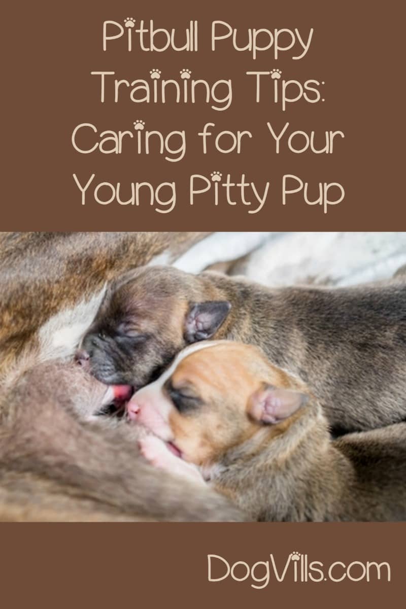 puppy care pitbull puppy care image mag puppy care pitbull puppy care image mag