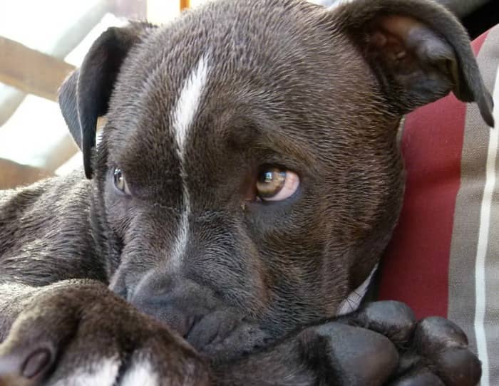 Pitbull Puppy Training Tips: Learning to Listen