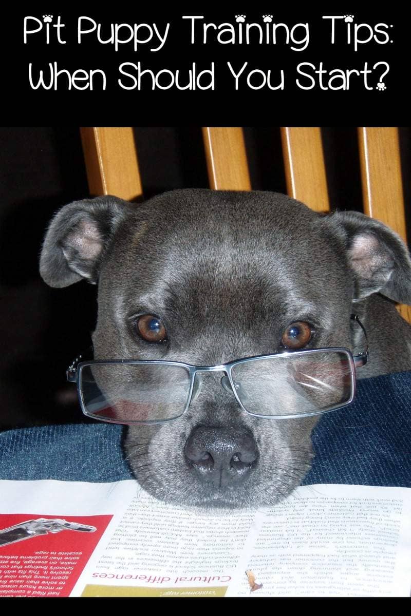 when should you start a puppy pitbull puppy tips when should you should start when should you start a puppy pitbull puppy tips when should you should start