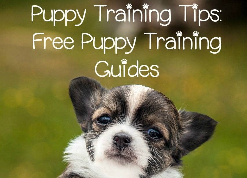 Puppy Training Tips - Free Puppy Training Guides