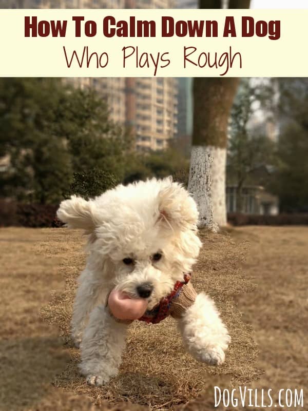 how to calm a puppy how to calm a who plays dogvills how to calm a puppy how to calm a who plays dogvills