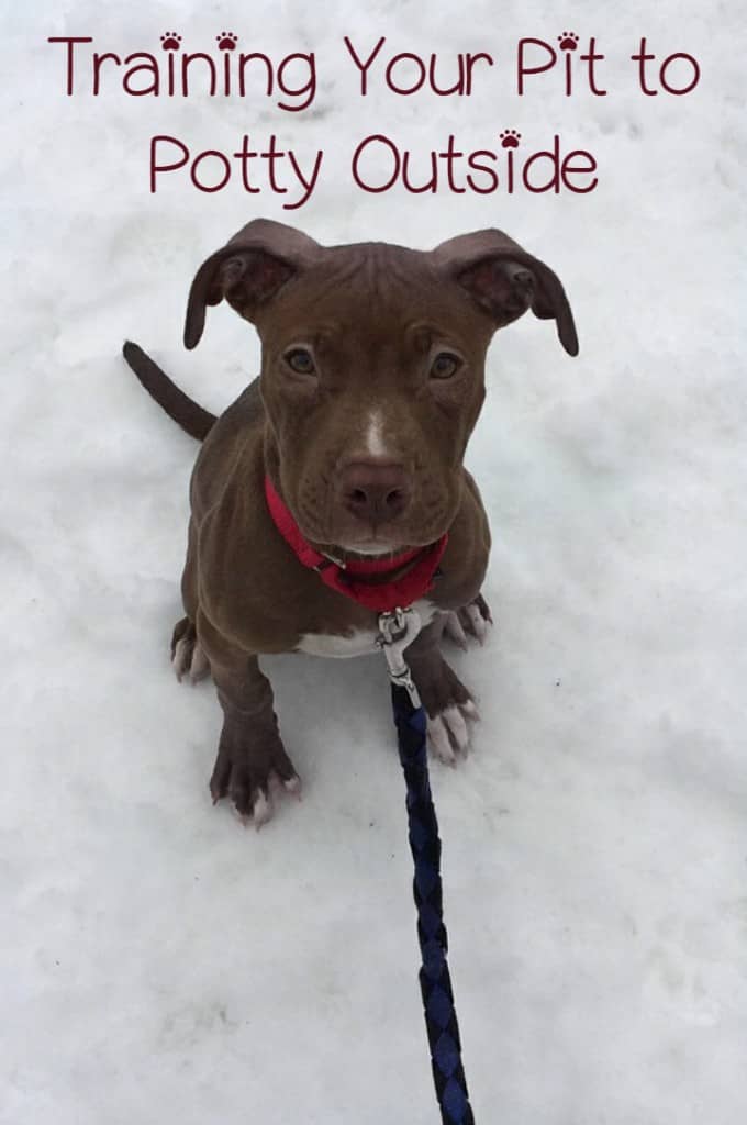 Pitbull Puppy Training Tips: Going Potty Outside - DogVills