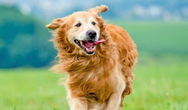 How To Get Your Hyper Dog To Calm Down How To Get Your Hyper Dog To Calm Down