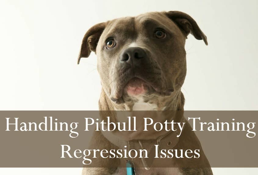 potty a pitbull puppy pitbull puppy tips potty regression potty a pitbull puppy pitbull puppy tips potty regression