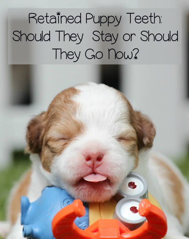 retained puppy teeth retained puppy teeth why they should be extracted retained puppy teeth retained puppy teeth why they should be extracted