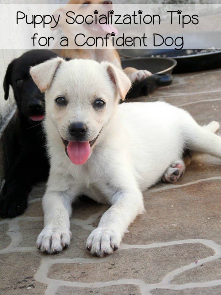 puppy socialization puppy socialization the key to overcoming fears puppy socialization puppy socialization the key to overcoming fears