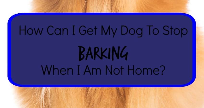 how do i a to stop barking do i make my stop barking 28 images 5 easy tips to make your stop barking 4 ways how do i a to stop barking do i make my stop barking 28 images 5 easy tips to make your stop barking 4 ways