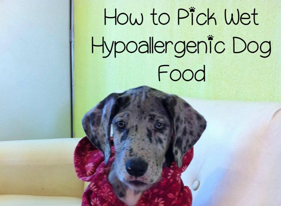 How to Pick Wet Hypoallergenic Dog Food DogVills