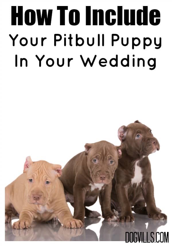 how to your pitbull puppy how to include your pitbull puppy in your wedding dogvills how to your pitbull puppy how to include your pitbull puppy in your wedding dogvills