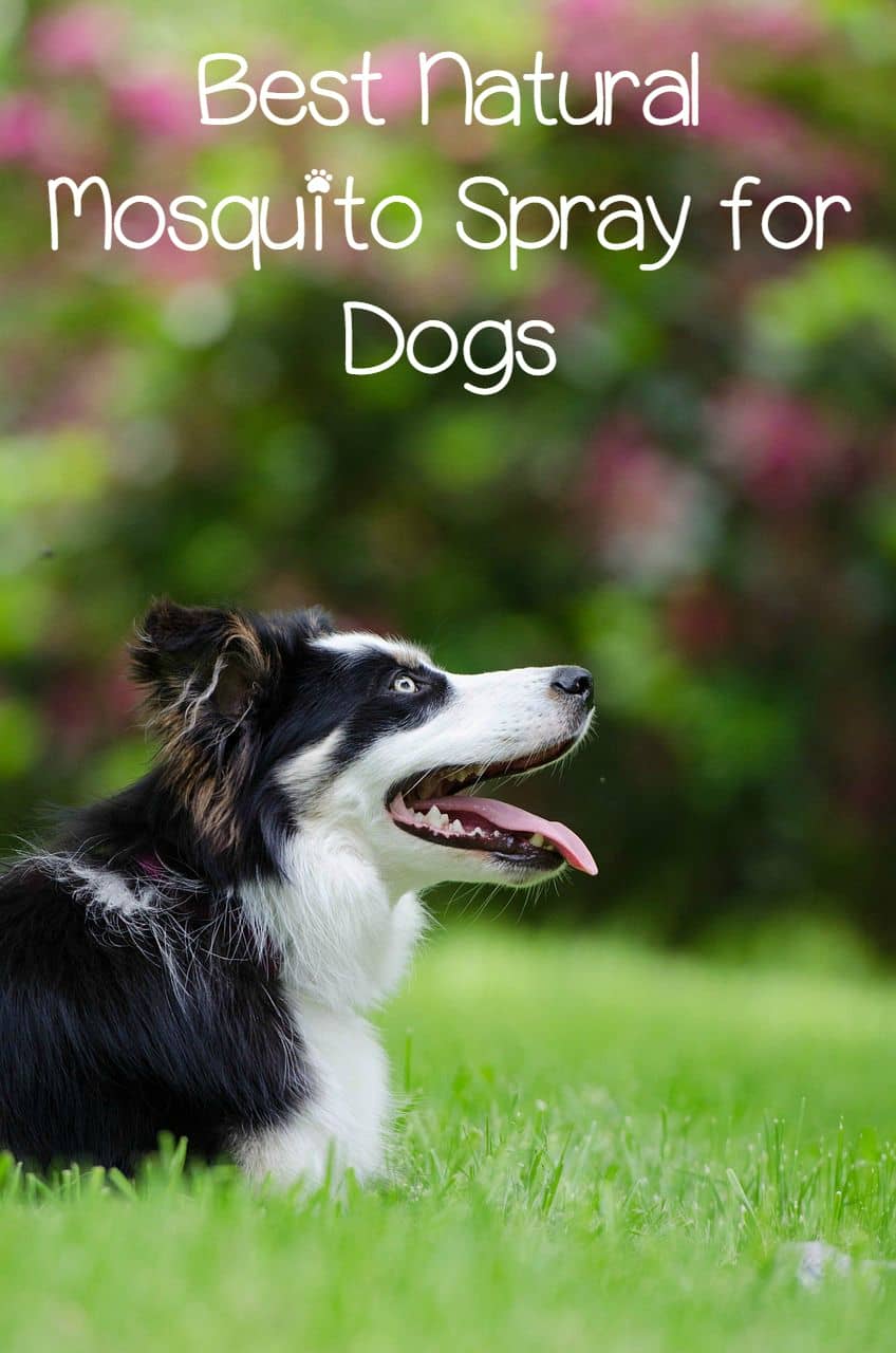 mosquito spray for dogs mosquito spray for dogs a pretty awesome idea dogvills mosquito spray for dogs mosquito spray for dogs a pretty awesome idea dogvills