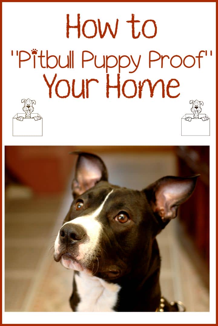 pitbull puppy tips pitbull puppy tips proofing your home pitbull puppy tips pitbull puppy tips proofing your home