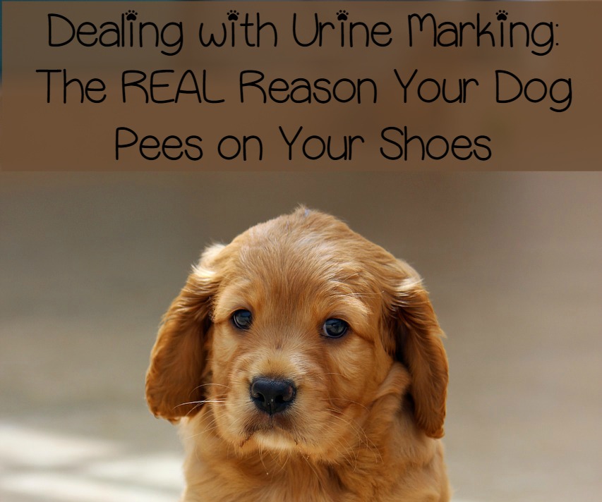 urine marking - a common dog behavior problem - dogvills