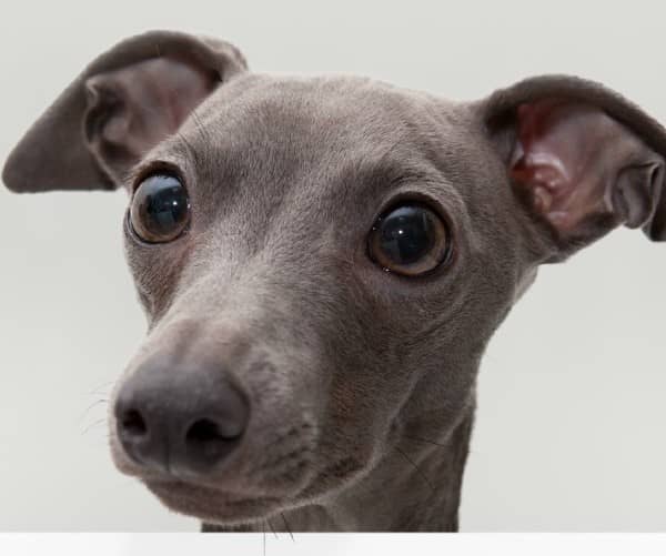 My Dog Eats Her Poop What Can I Do My Dog Eats Her Poop What Can I Do
