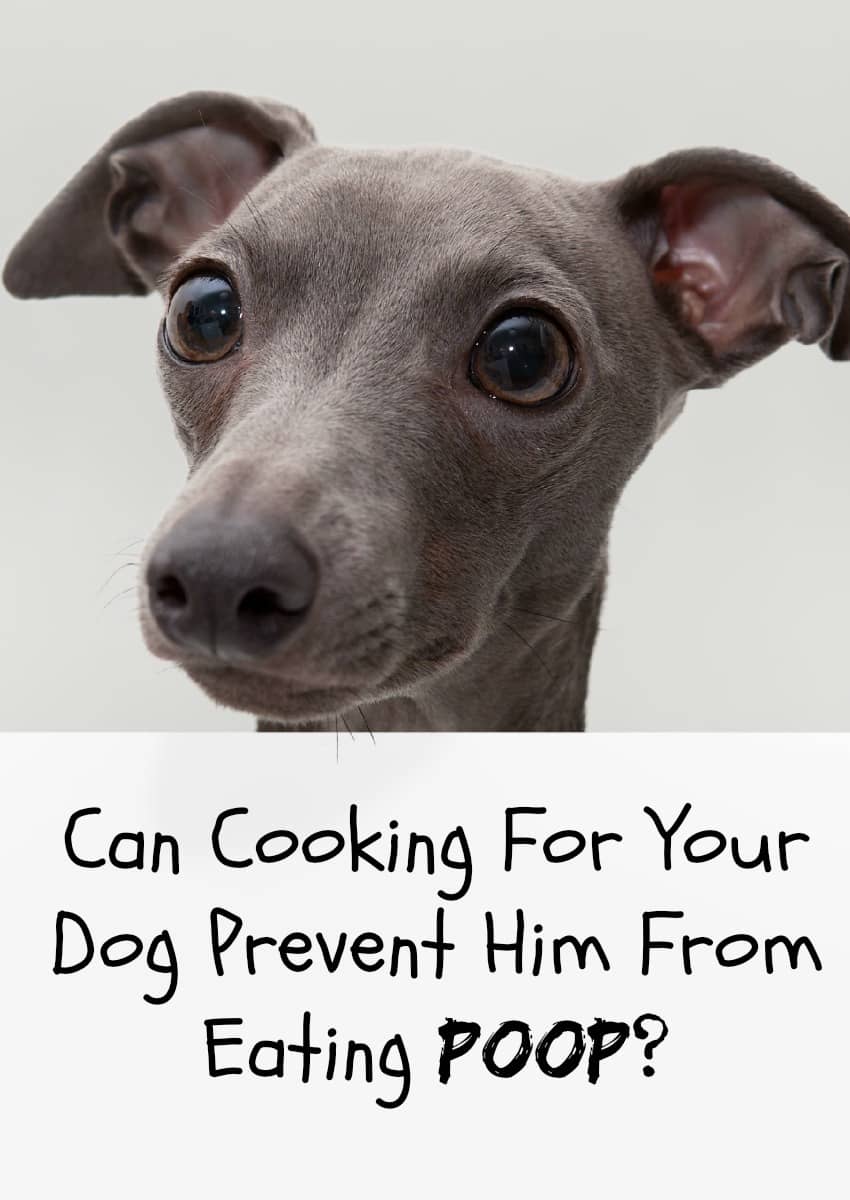 Can Cooking For Your Dog Prevent Him From Eating Poop?